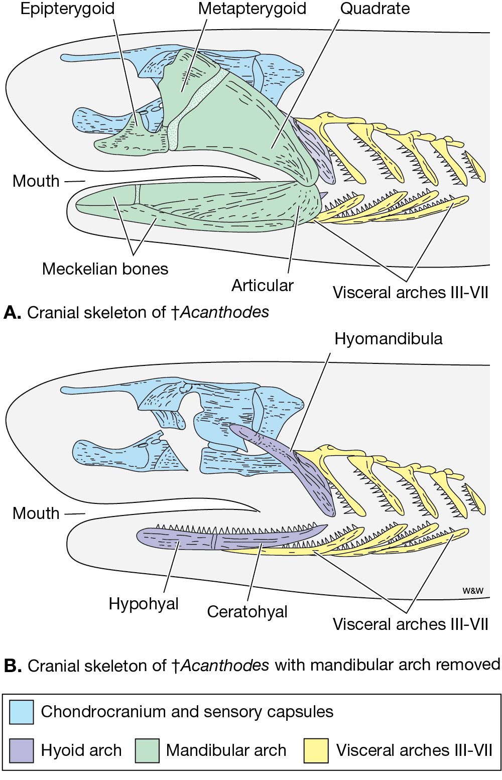 Vertebrate Life Vertebrate Zoology, Vertebrate Paleontology